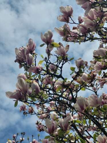 МИСТЕЦЬКИЙ ВОРКШОП, ПРОВЕДЕНИЙ ОБЛАСНИМ ЦЕНТРОМ КУЛЬТУРИ, ВІДБУВСЯ ВЧОТИРНАДЦЯТЕ!